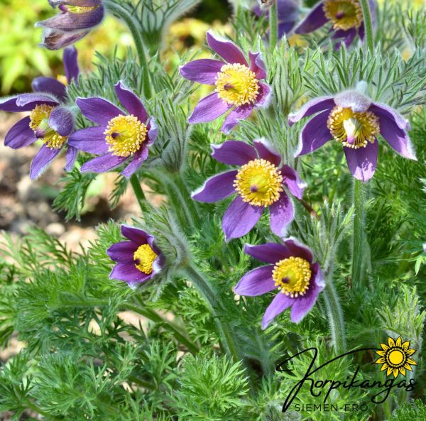 Tarhakylmänkukka, ruukkutaimi